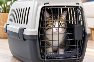 cat transport service in uk