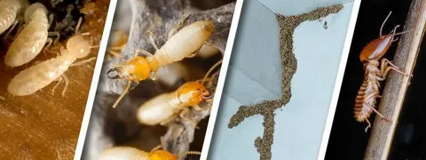 termite control in Lahore